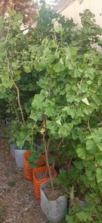Ginkgo Biloba, Tuin en Terras, Planten | Bomen, Ophalen, In pot, Overige soorten, 250 tot 400 cm