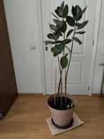 Plante, Huis en Inrichting, Kamerplanten, Ophalen, Ficus, Halfschaduw, In pot