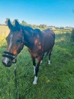De allerliefste (kinder) pony, Animaux & Accessoires, Chevaux, B, 11 ans ou plus, Moins de 160 cm, Vermifugé