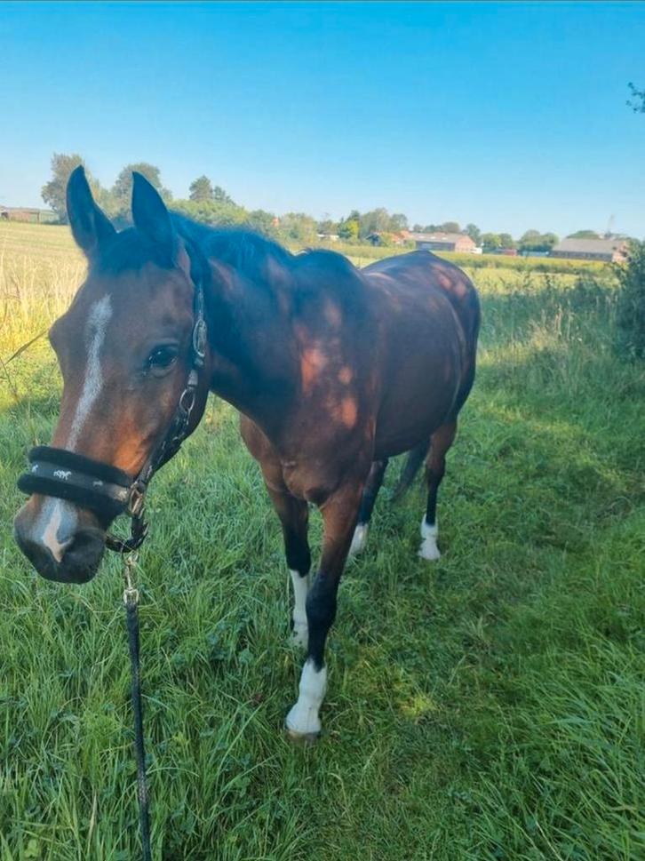 De allerliefste (kinder) pony, Animaux & Accessoires, Chevaux, Jument, B, Moins de 160 cm, 11 ans ou plus, Cheval de récréation