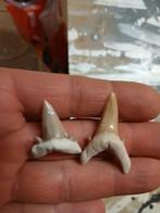 Haaientanden marokko, Ophalen of Verzenden