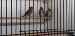 BARMSIJS, Meerdere dieren, Geringd, Wildzangvogel