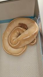 Python royal, Animaux & Accessoires, Enlèvement