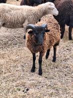 Heel mooi raszuiver ouessant dwergschaap bokje, Dieren en Toebehoren, Schapen, Geiten en Varkens, Mannelijk, Schaap, 0 tot 2 jaar