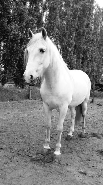 Weidemaatje - PRE ruin  beschikbaar voor biedingen