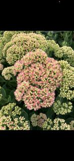 Sedum spectabile 'Herbstfreude', Vaste Plant, Enlèvement ou Envoi, Hiver, Plante fixe