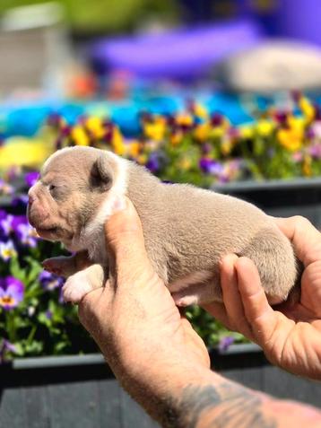 Franse bulldog pups (toptopDNA) beschikbaar voor biedingen