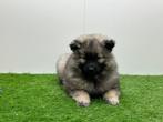 Wolfskeeshond pups, België, Keeshond, 8 tot 15 weken, CDV (hondenziekte)