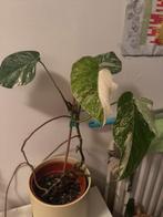 Monstera variegata, Huis en Inrichting, Kamerplanten, Ophalen