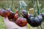 Veel verschillende soorten BİO tomatenplanten, Tuin en Terras, Planten | Tuinplanten, Ophalen