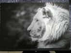 Lion fotobord op geborsteld aluminium, Audio, Tv en Foto, Fotografie | Statieven en Balhoofden, Ophalen, Zo goed als nieuw