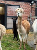 Alpaca merrie met cria hengst aan de voet, Dieren en Toebehoren, Januari, Meerdere dieren