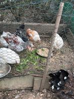 Brahma goud-wit, Dieren en Toebehoren, Pluimvee, Meerdere dieren, Kip