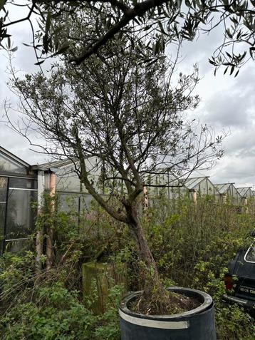 Grote olijfboom in bak, zelf op te halen beschikbaar voor biedingen