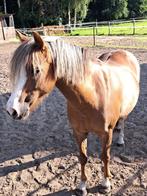 C-pony, B, C pony (1.27m tot 1.37m), 11 jaar of ouder, Recreatiepony