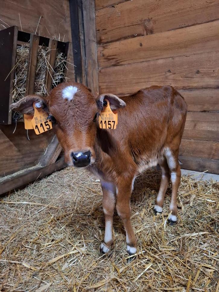 Mini Zeboe stierkalf, Dieren en Toebehoren, Runderen, Mannelijk, 0 tot 2 jaar