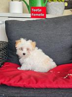 havanezer pup, België, Maltezer, CDV (hondenziekte), 8 tot 15 weken