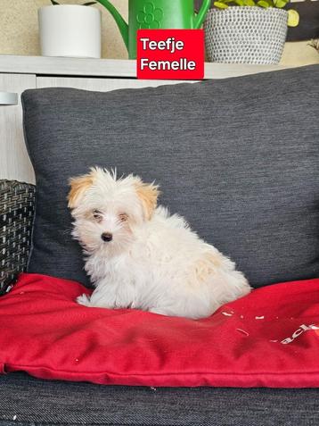 havanezer pup beschikbaar voor biedingen
