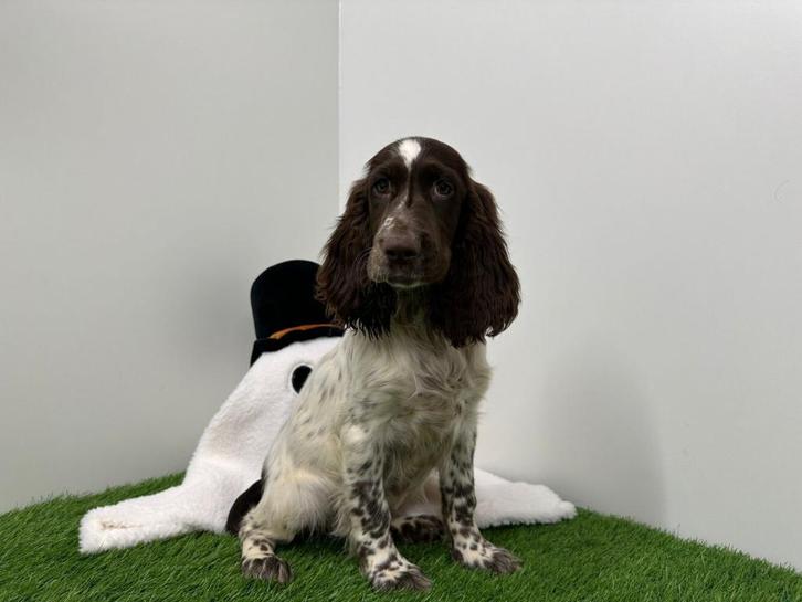 Engelse Cocker Spaniel pup, Dieren en Toebehoren, Honden | Retrievers, Spaniëls en Waterhonden, Teef, Spaniël, Fokker | Professioneel