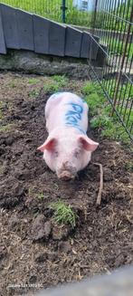 Porc à vendre, Porcs, 0 à 2 ans