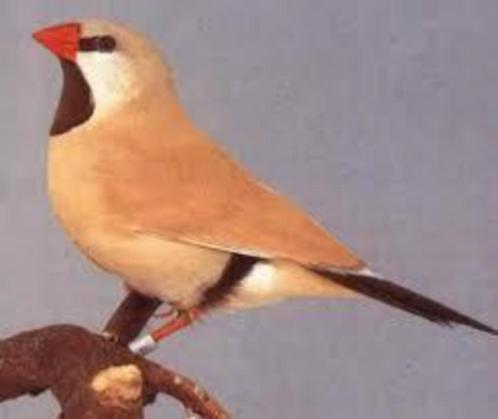 koppels beige isabel spitsstaart amadines, Dieren en Toebehoren, Vogels | Overige Vogels
