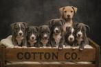 Prachtige blauwe Amerikaanse Stafford pups, Dieren en Toebehoren, Honden | Jack Russells en Terriërs, België, CDV (hondenziekte)