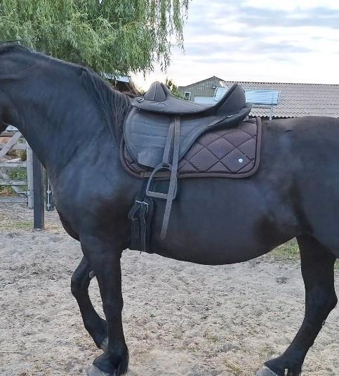Nieuw Barefoot zadel drytex, Dieren en Toebehoren, Paarden en Pony's | Zadels, Ophalen of Verzenden