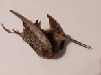 taxidermie Watersnip in de vlucht  (Gallinago gallinago), Verzamelen, Dierenverzamelingen, Ophalen of Verzenden, Gebruikt, Vogel