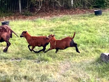 Kameroen schaap lam ooi en ram, Mouton