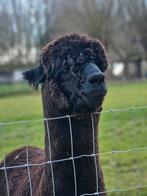 Mooie zwarte hengst te koop met stamboom
