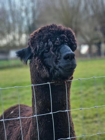 Mooie zwarte hengst te koop met stamboom beschikbaar voor biedingen