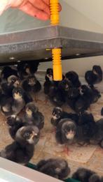 Kuikens, Dieren en Toebehoren