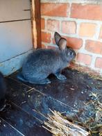 vleeskonijnen, Dieren en Toebehoren