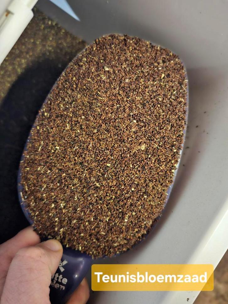 Graine de primevère 500 grammes - La livraison est possible, Animaux & Accessoires, Oiseaux | Accessoires, Enlèvement