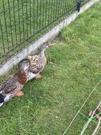 Koppel wilde eend, Dieren en Toebehoren, Eend