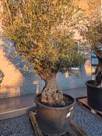 Olijfboom Olea Europaea Bonsai, Tuin en Terras, Ophalen, Olijfboom