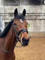 5-jaarse top allround merrie, Dieren en Toebehoren, Paarden, Merrie, 165 tot 170 cm, Gechipt, 3 tot 6 jaar