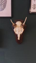 Edelhert spiesgewei, Verzamelen, Dierenverzamelingen, Ophalen, Gebruikt, Hert, Gewei of Kop