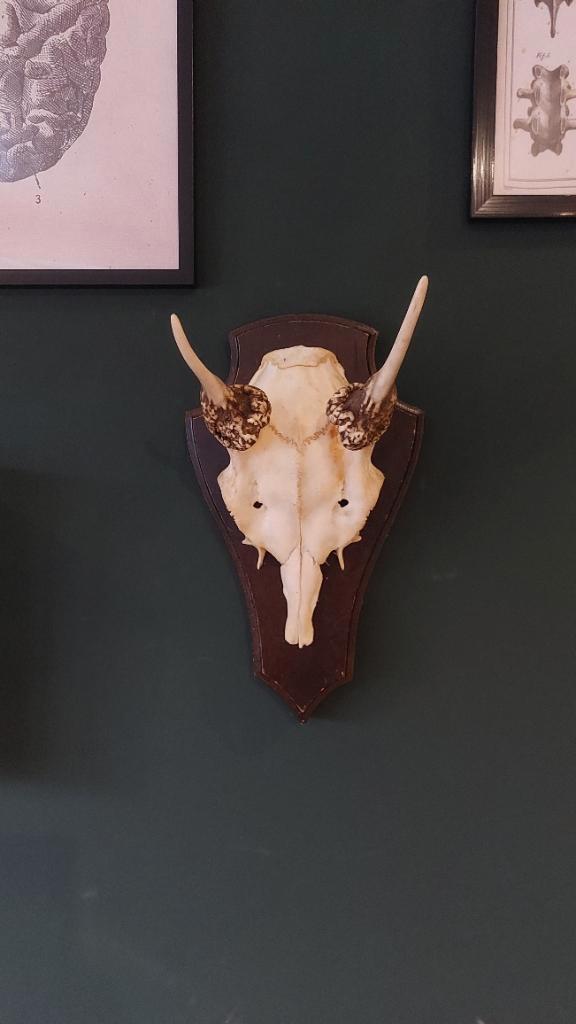 Edelhert spiesgewei, Verzamelen, Dierenverzamelingen, Gebruikt, Gewei of Kop, Hert, Ophalen