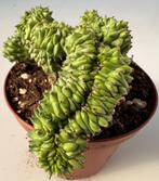 Euphorbia Green Elf Cristata, Huis en Inrichting, Kamerplanten, Minder dan 100 cm, Verzenden, Vetplant