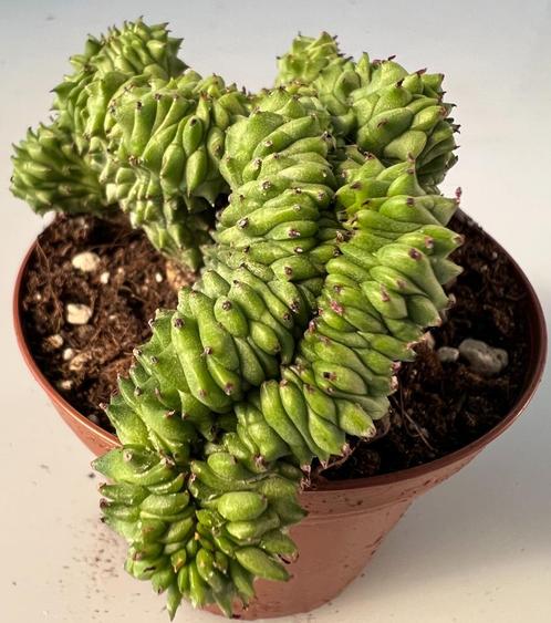 Euphorbia Green Elf Cristata, Huis en Inrichting, Kamerplanten, Vetplant, Minder dan 100 cm, Verzenden