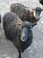 Oussant schapen