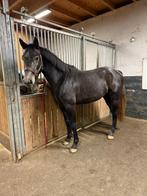 4jarige Uricas x Winningmood, Met stamboom, Springpaard, Ruin, Zadelmak