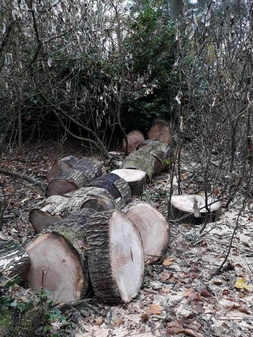 Hout eik 50euro per kuub, Tuin en Terras, Brandhout, Stammen, Eikenhout, 3 tot 6 m³, Ophalen