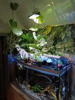 Aquarium planten vissen lampen filter....., Zo goed als nieuw, Ophalen