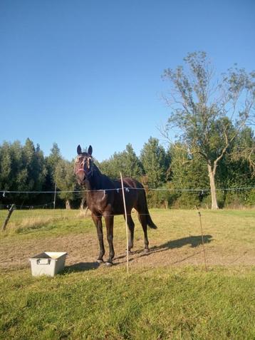 springpaard merrie 3 jaar ,top afstamming PAARD beschikbaar voor biedingen