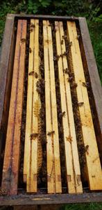 Essaim d'abeilles en ruchette