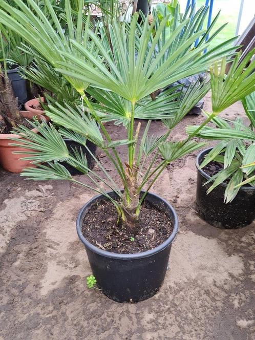 Palmboom Trachycarpus wagnerianus, Jardin & Terrasse, Plantes | Arbres, Palmier, Moins de 100 cm, Plein soleil, Printemps, En pot
