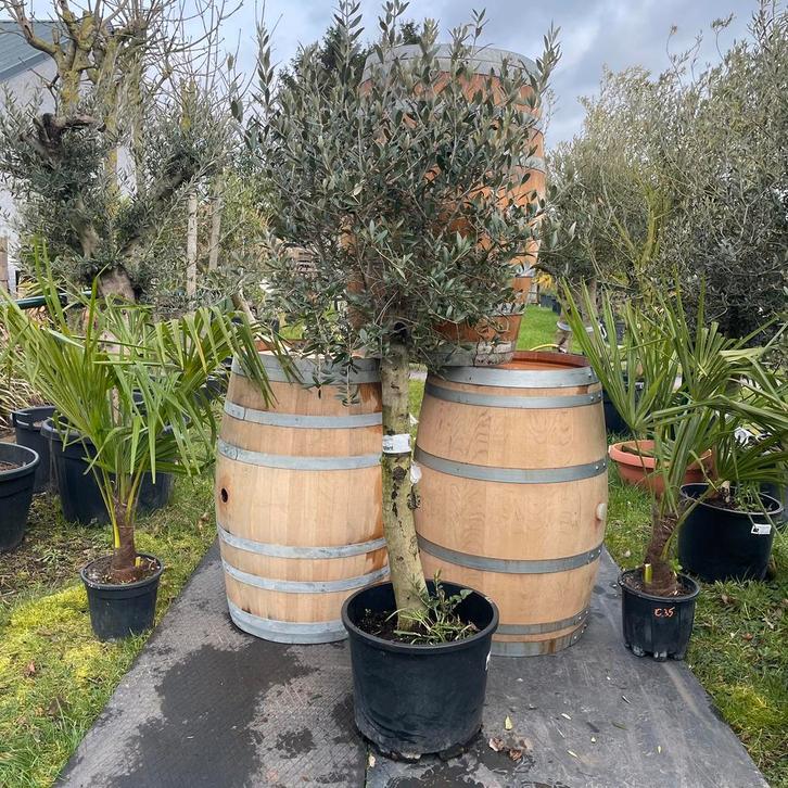 ‼️OP is Op ACTIE‼️Olijfboom aan PROMOprijzen‼️, Tuin en Terras, Planten | Bomen, Olijfboom, Ophalen