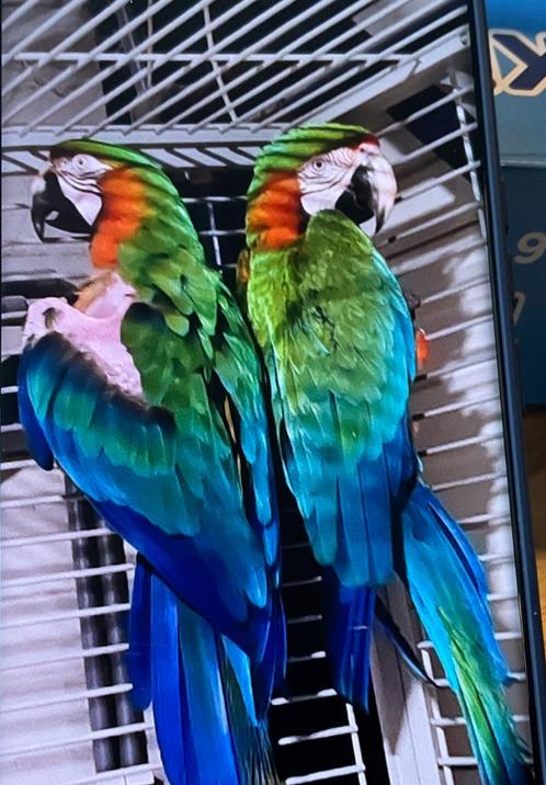 Couple de ara hybride, Dieren en Toebehoren, Vogels | Parkieten en Papegaaien, Mannelijk